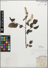 Foto von Salix myrsinifolia Salisb.